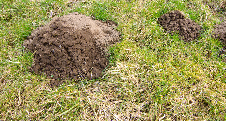 how-to-get-rid-of-moles-in-your-yard